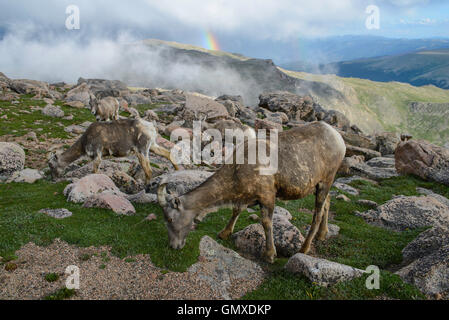 Bighorn Sheep (Ovis canadensis) grazing in alpine meadow with rainbow, Colorado USA Stock Photo