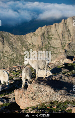 Mountain Goat (Oreamnos americanus), Kids,  Mount Evans, Rocky Mountains, Colorado USA Stock Photo