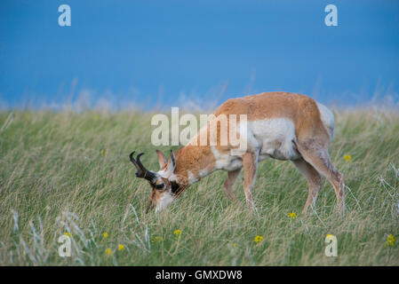 Pronghorn Antelope (Antilocarpa americana) grazing on prairie grasses, W. North America Stock Photo