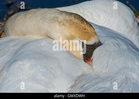 Mute Swan (Cygnus olor) adult sleeping, Eastern North America