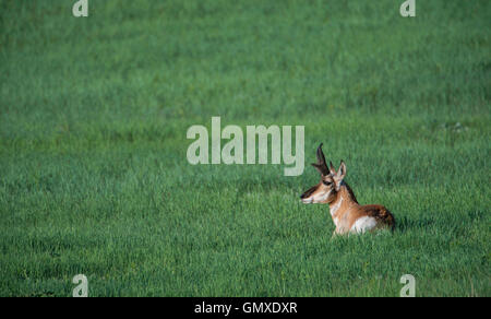Pronghorn Antelope (Antilocarpa americana) resting among prairie grasses, W. North America Stock Photo