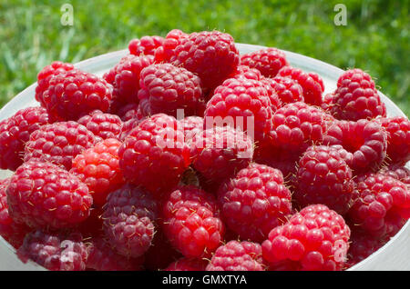 Raspberry leaf set isolated on white Stock Photo