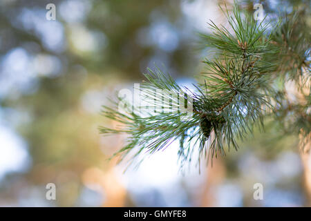 Pine tree branch close-up. Stock Photo