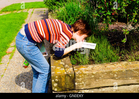 Lund, Sweden - August 24, 2016: Young woman smelling on a plant of thyme (Kryddtimjan) in public botanical garden. Other names a Stock Photo