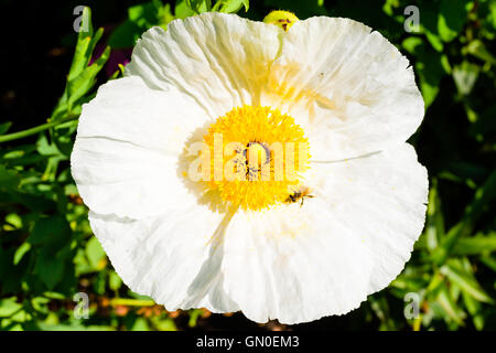 Coulters Matilija poppy or California tree poppy (Romneya coulteri) with honeybee walking on the large flower. Stock Photo