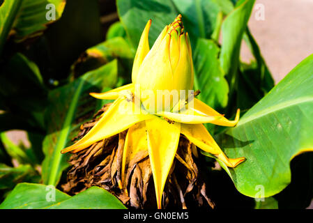 Golden Lotus Banana, Ensete Lasiocarpum/ Chinese Dwarf Banana Stock Image -  Image of member, lotus: 155307091