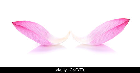 Closeup on lotus petal on white background Stock Photo