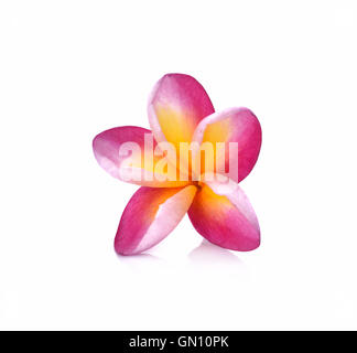 Frangipani flower isolated on white background Stock Photo