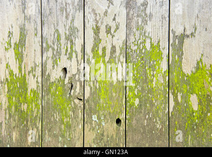 old wooden wall have Moss on texture Stock Photo
