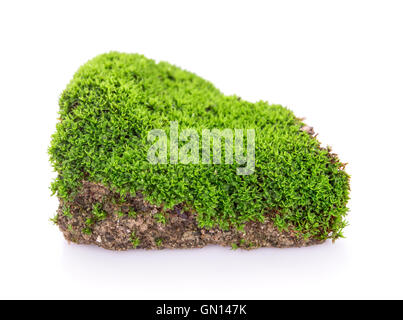 Green moss grow on soil on white background Stock Photo