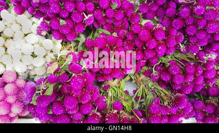 Globe amaranth beauty flower. Stock Photo