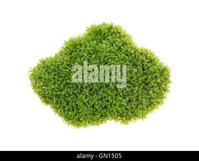 Green moss isolated on white bakground Stock Photo