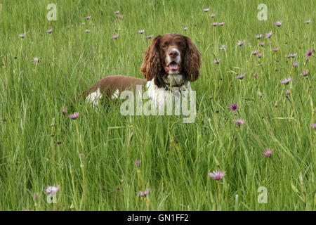 English Springer Spaniel Dog in a field of flowers. Stock Photo