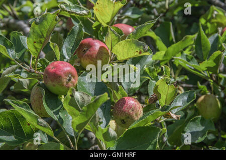 Red apples /Malus sp. set on branches of tree, and set in autumn sunshine. Stock Photo