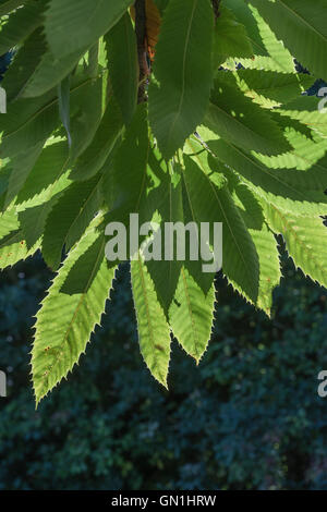 Leaves / foliage of Sweet Chestnut - Castanea sativa- tree, backlit by autumn sun. Tree produces edible nuts - chestnuts. Stock Photo