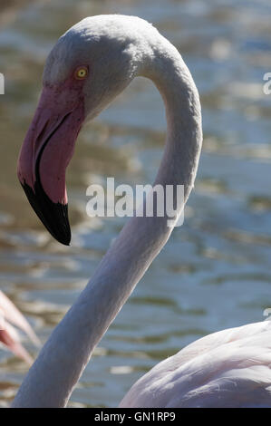 Camargue: pink flamingo near Saintes-Maries-de-la-Mer, France Stock Photo