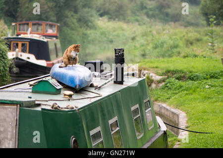 Cat sitting on canoe on roof of canal boat. Ginger and white domestic cat in profile on messy roof of boat, with ears pricked Stock Photo