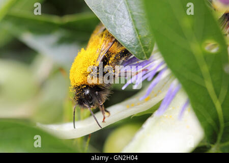 Epsom, Surrey, UK. 27th Aug, 2016. A bumble bee covered in the pollen of a passion flower on another warm day in Epsom, Surrey, UK. Credit:  Julia Gavin UK/Alamy Live News Stock Photo