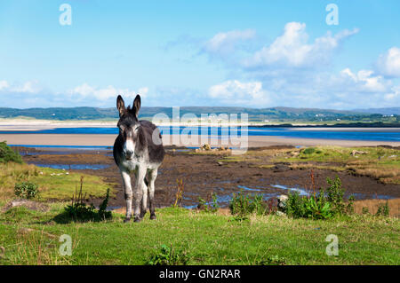 Ardara, County Donegal, Ireland weather. 28th August 2016. A donkey basks in the sunshine on Ireland's 'Wild Atlantic Way' near this west coast village.  Credit:  Richard Wayman/Alamy Live News Stock Photo