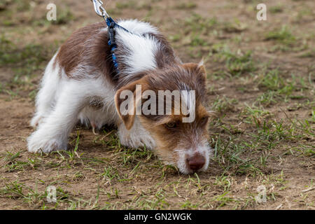 Earls Barton, Northamptonshire, 28th August 2016, 12 week old Jack Russell Terrier puppy. Earls Barton Rally and Country Fayre, fine weather all day after yesterdays wash out. Credit:  Keith J Smith./Alamy Live News Stock Photo