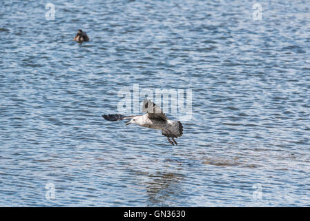 A juvenile Lesser Black-backed Gull flying over choppy water