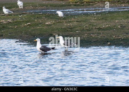 A pair of Lesser Black-backed Gulls standing in choppy water Stock Photo