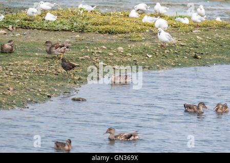 A swimming Garganey in eclipse plumage Stock Photo