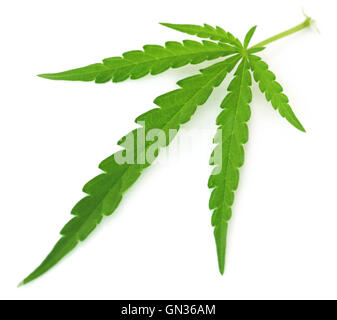 Cannabis indica or Marijuana leaf over white background Stock Photo
