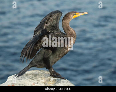 A Double-crested Cormorant ready to take off. Stock Photo