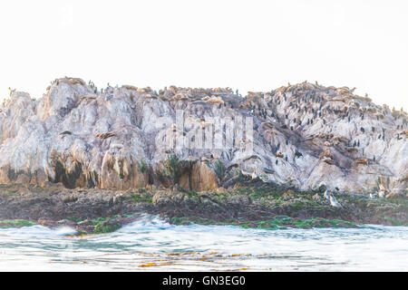 Birds and seals at Pebble Beach 17 mile drive at sunset Stock Photo