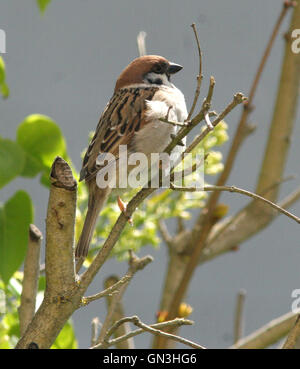 Tree sparrow on branch Stock Photo