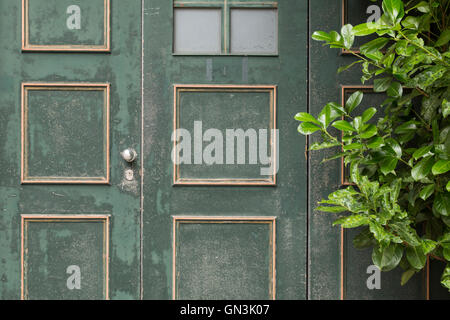 A wooden, green painted door with yellow square pattern, round metal knob and faded color. Stock Photo
