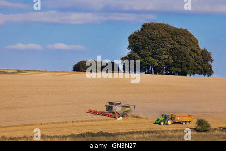 Distant view of a combine harvester cutting in a sun drenched wheat field, Cotswolds, UK. Stock Photo