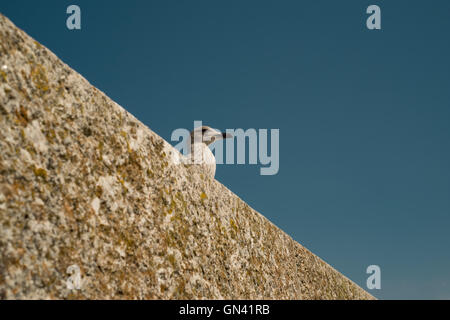 Young seagull chick sat on a ledge against a beautiful blue sky at St Ives, Cornwall 27th August 2016 Stock Photo