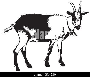 Goat from Side View Stock Vector
