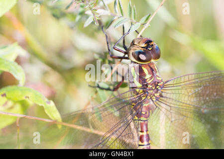 blue-eyed darner (Aeshna multicolor, syn. Rhionaeschna multicolor) Stock Photo