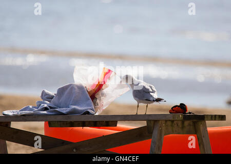 Ring billed gull looking for food in the tourist bag Stock Photo