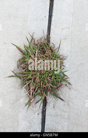 Grass growing in between gaps in concrete ground Stock Photo