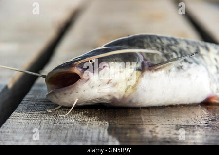 Sava river, Serbia - The European or Wels Catfish (Silurus glanis) on a wooden deck just before release Stock Photo