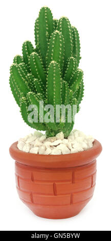 Cactus in a pot over white background Stock Photo