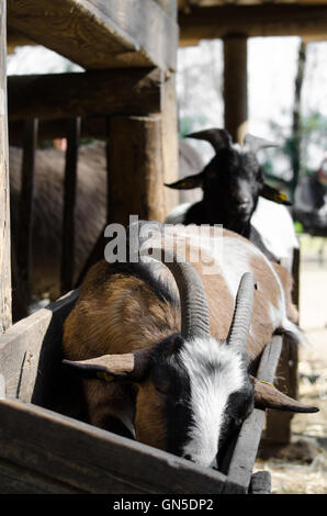 Little brown and white goat in a manger Little brown and white goat in a manger