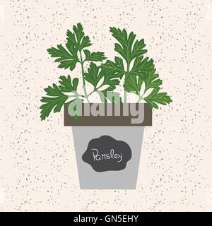Vector - Fresh parsley herb in a flowerpot. Aromatic leaves Stock Vector
