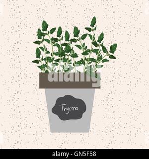 Vector - Fresh thyme herb in a flowerpot. Aromatic leaves Stock Vector