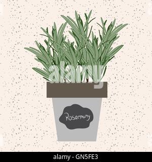 Vector - Fresh rosemary herb in a flowerpot. Aromatic leaves use Stock Vector