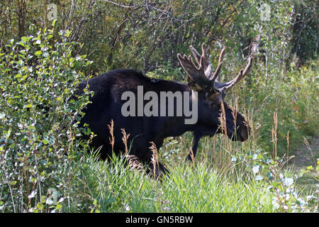 Adult Bull moose with shedding velvet antlers in the brush of the Central Rockies between Jackson Hole and Wilson Wyoming USA Stock Photo
