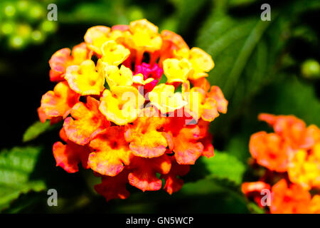 Close up of fiery yellow and orange Lantana camara, also known as wild sage and tickberry. Stock Photo