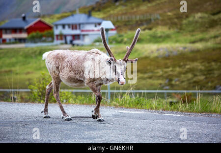Reindeer in the North of Norway, Nordkapp Stock Photo