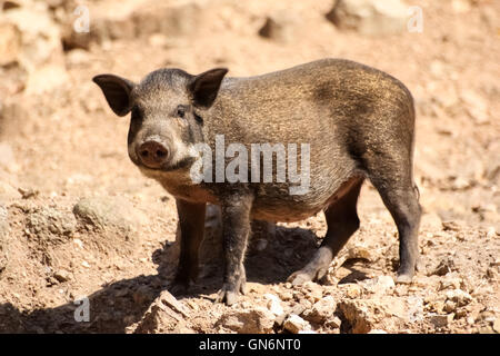 the baby wild boar stand in nature Stock Photo