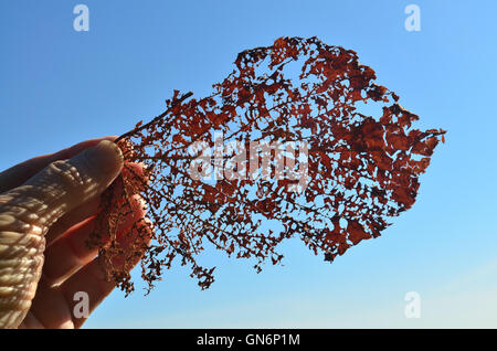 Filigreed leaf in hand. Stock Photo