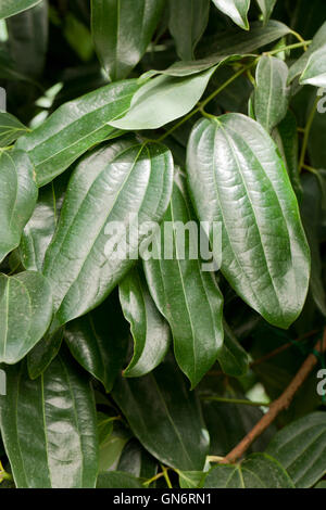 Ceylon Cinnamon tree leaves (Cinnamonum verum), aka True Cinnamon tree, native to Southern India Stock Photo